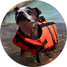 Small dog in life vest