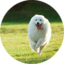 home-round-5 White dog running on grass
