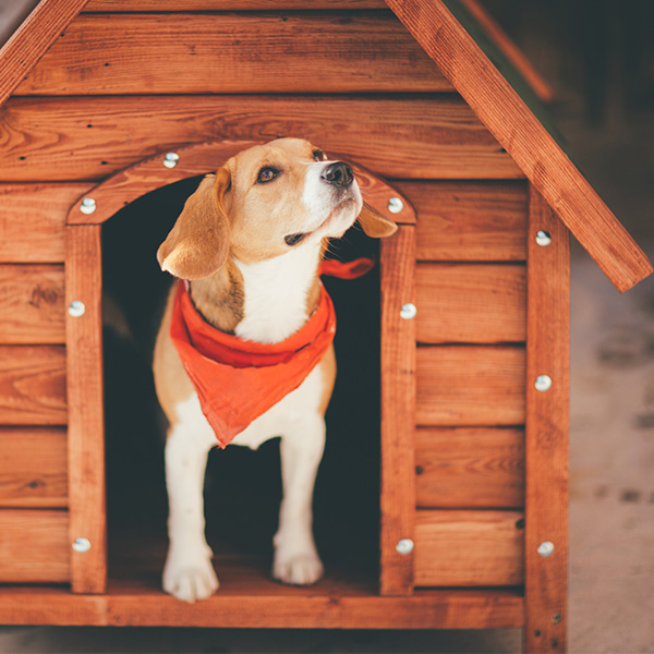 Dog inside dog house