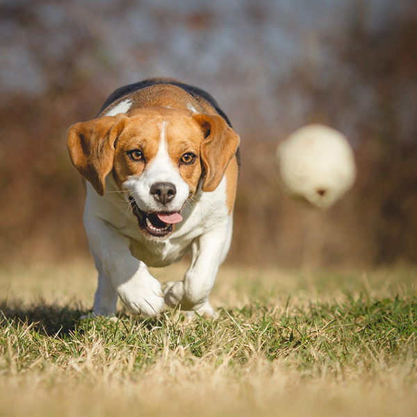 Beagle chasing a ball