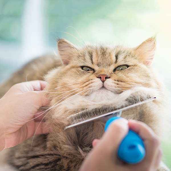 Cat with a groomer
