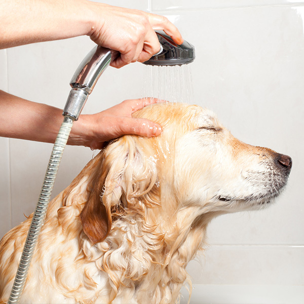 Golden retriever getting a bath