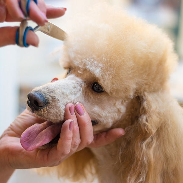 Poodle with groomer