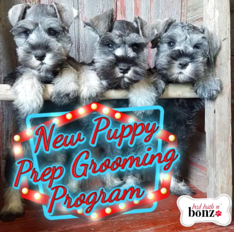 Puppy prep grooming program