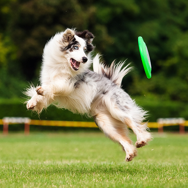 Dog playing frisbee