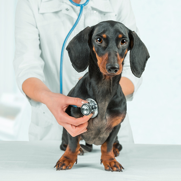 Dachshund examined by vet