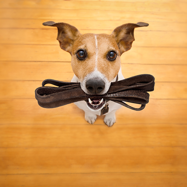 Professional Dog Training in Tyler, TX Bed Bath n Bonz