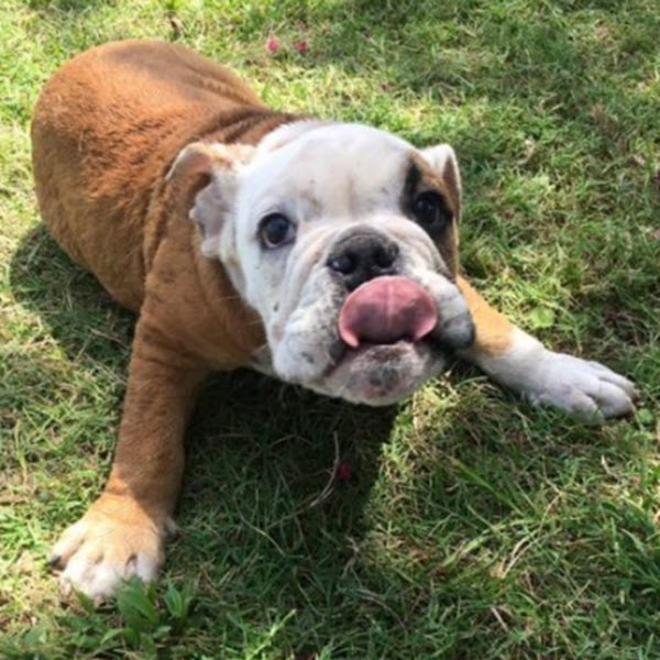 bulldog puppy tongue