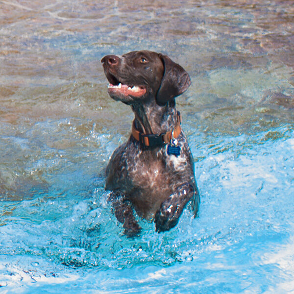 dog in pool